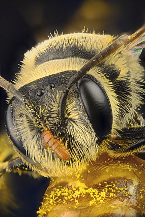 Photography Technics macro animals Insects Bees