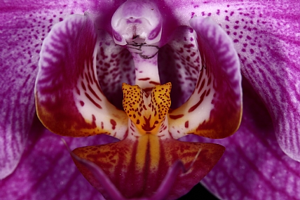 Photography Technics macro Nature Flowers