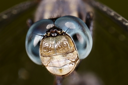 Photography Technics macro animals Insects