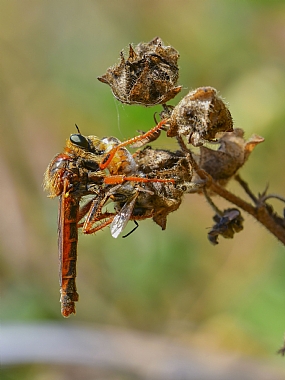 animals Insects Bees Nature Plants Israel North Israel