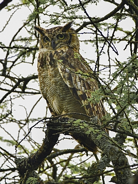 animals Birds World & Travel Africa