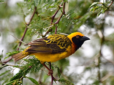 animals Birds Nature Plants World & Travel Africa