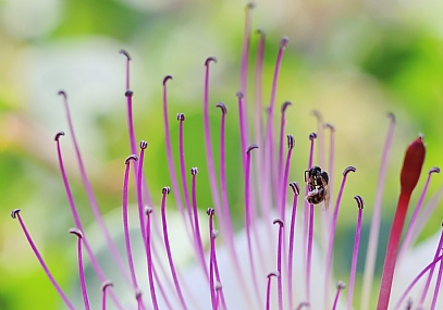 animals Insects Nature Flowers