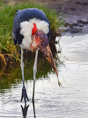 animals Birds Nature Lakes & Rivers World & Travel Africa