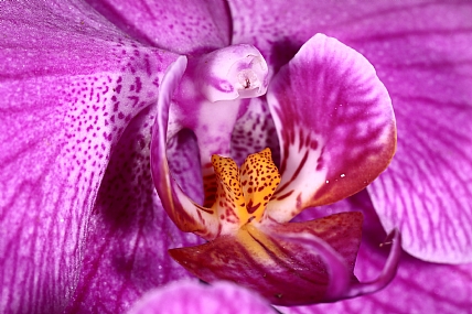 Photography Technics macro Nature Flowers