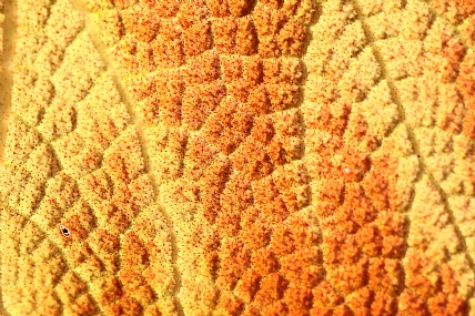 Photography Technics Abstract Nature Plants