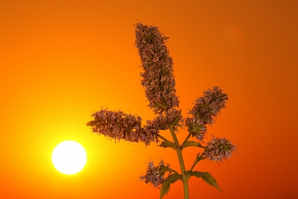 Nature Flowers Sky Sunsets