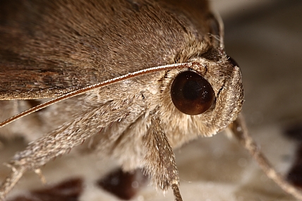 Photography Technics macro animals Butterflies Insects