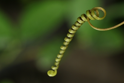 Photography Technics macro Nature Plants
