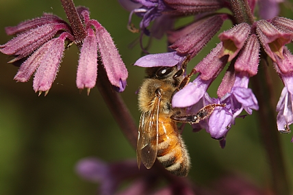animals Insects Bees