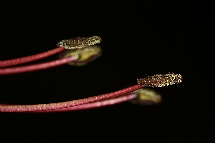 Photography Technics macro Nature Flowers