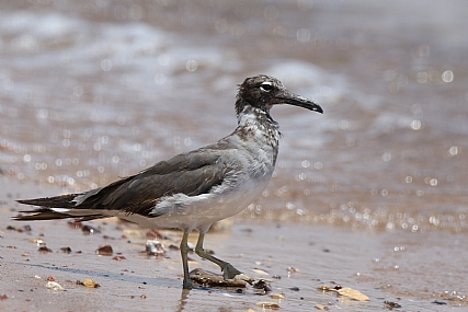 animals Birds Poultry