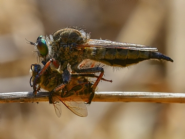 Photography Technics macro animals Insects Israel North Israel