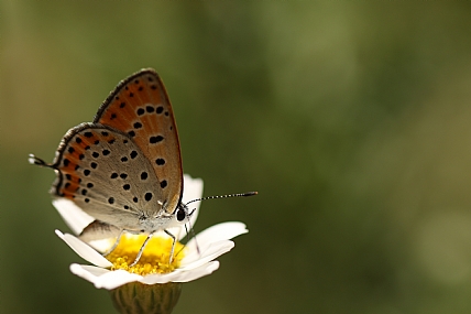 animals Butterflies Insects
