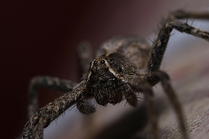 Photography Technics macro animals Spiders