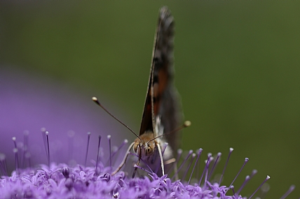 animals Butterflies Insects