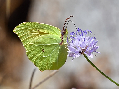 Photography Technics macro animals Butterflies Nature Flowers Israel North Israel