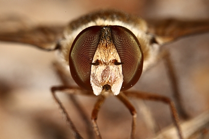 Photography Technics macro animals Insects