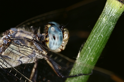 Photography Technics macro animals Insects