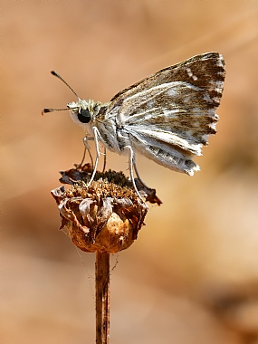 Photography Technics macro animals Butterflies Nature Plants Israel North Israel
