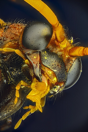 Photography Technics macro animals Insects post production Processing & effects