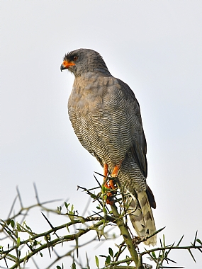 animals Birds Nature Plants World & Travel Africa