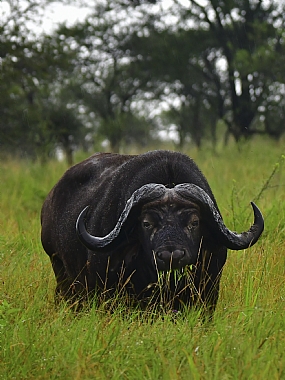 animals Mammals Nature Plants World & Travel Africa