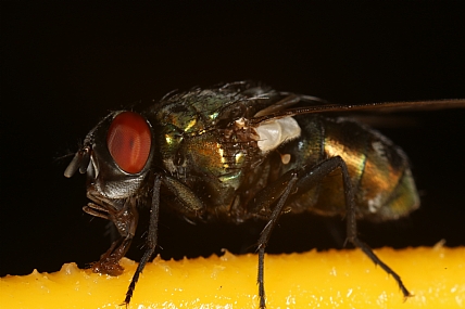 Photography Technics macro animals Insects