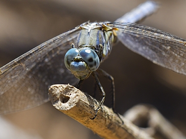 Photography Technics macro animals Insects Israel North Israel