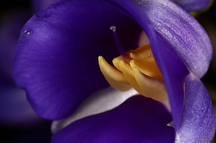 Photography Technics macro Nature Flowers
