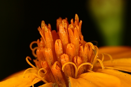 Photography Technics macro Nature Flowers