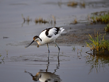 animals Birds Nature Plants water Lakes & Rivers