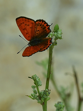 Photography Technics macro animals Butterflies Nature Plants Israel North Israel