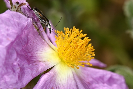 animals Insects Nature Flowers