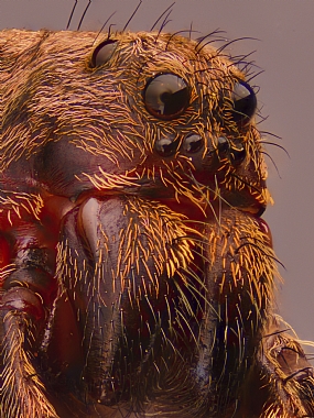 Photography Technics macro animals Spiders post production Processing & effects