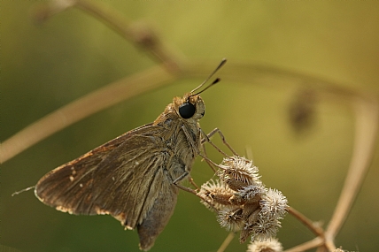 animals Butterflies Insects