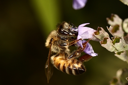 animals Insects Bees