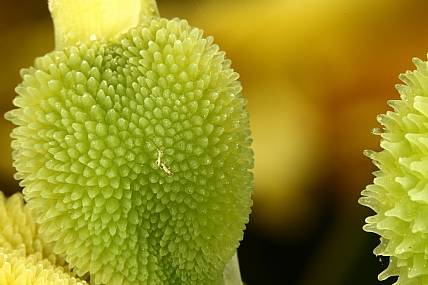Photography Technics macro Nature Flowers Plants