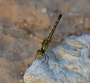 Photography Technics macro animals Insects Israel North Israel