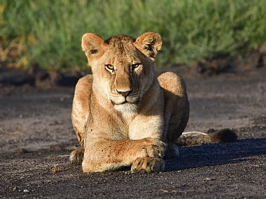 animals Cats Mammals Nature Land World & Travel Africa