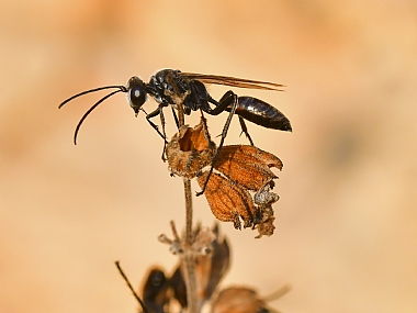 Photography Technics macro animals Insects Nature Plants Israel North Israel