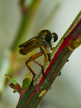 Photography Technics macro animals Insects Nature Plants Israel North Israel