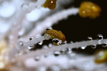 Photography Technics macro Nature Flowers