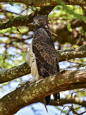 animals Birds Nature Trees World & Travel Africa