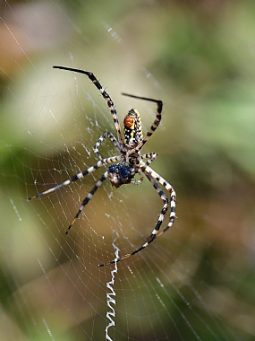 Photography Technics macro animals Spiders Israel North Israel