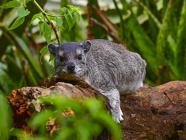 animals Mammals Nature Plants World & Travel Africa