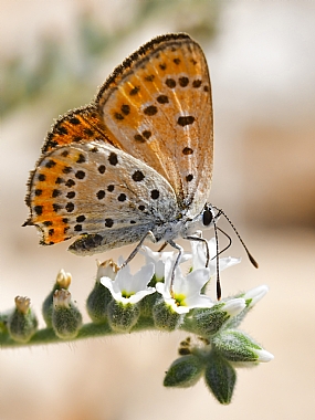 Photography Technics macro animals Butterflies Nature Flowers Plants Israel North Israel