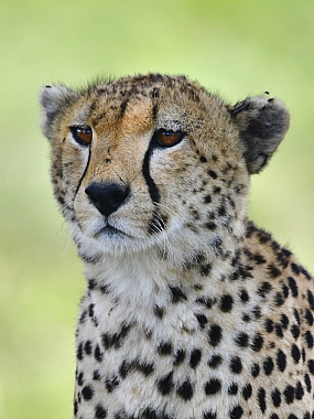 animals Mammals World & Travel Africa