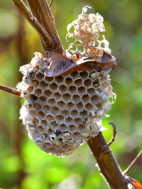 Photography Technics macro animals Insects Nature Plants Israel North Israel