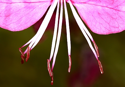 Photography Technics macro Nature Flowers